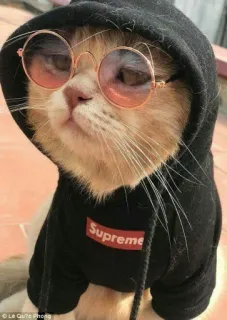 😍 1dc6c871 Supreme kot, okulary przeciwsłoneczne, bluza z kapturem, Supreme, moda, zwierzę telegram sticker