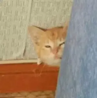 🤨 1e073aad kot, kociak, pomarańczowy kot, chowa się, zwierzę telegram sticker