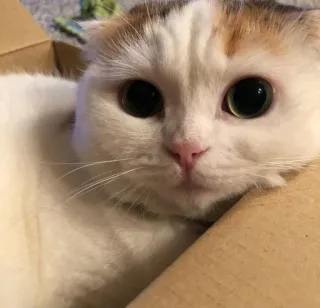 😍 25b58046 kot, kociak, zwierzę domowe, zwierzę, słodki, pudełko, kot domowy telegram sticker