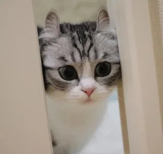 😍 28267f31 kot, kociak, zwierzę, zwierzę domowe, słodki, kot domowy, duże oczy, szary pręgowany telegram sticker