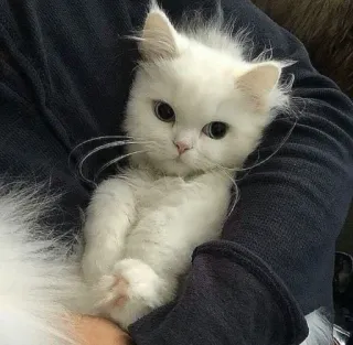 😪 3022384a kot, kociak, biały kot, słodki, zwierzę, zwierzę domowe telegram sticker