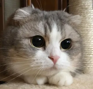 😍 30c14a6c kot, słodki, zwierzę, zwierzę domowe, kot domowy, scottish fold telegram sticker