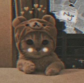 😍 379d5691 kot, słodki, zwierzę, zwierzak, kociak, niedźwiedź, kapelusz telegram sticker