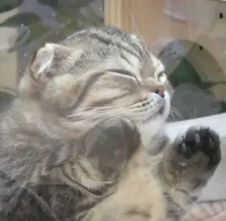 😶 41ac33a3 kot, kotek, słodki, zwierzę domowe, zwierzę, szkło telegram sticker