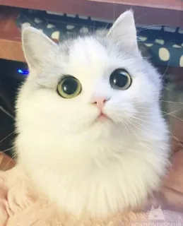 😍 46578233 @CATLOVERSCLUB kot, kociak, zwierzę domowe, zwierzę, słodki, kot domowy, duże oczy, biały kot telegram sticker