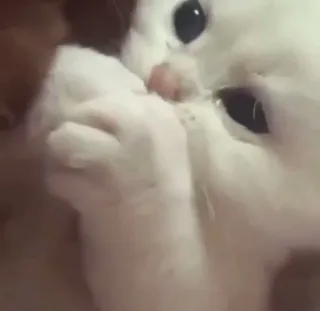 🥰 4808ddd4 kot, zwierzę, słodki, kociak telegram sticker