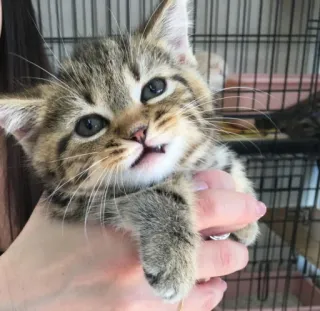 😖 4c81475c kotek, kot, słodki, zwierzę domowe, zwierzę, domowy, koci telegram sticker