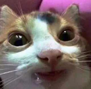 🥵 4e3c3ebc kot, śmieszne, mem, zwierzę, zwierzę domowe, zbliżenie telegram sticker