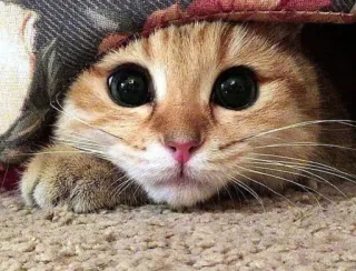 😍 4ec31337 kot, kociak, słodki, zwierzę, zwierzak, oczy, uroczy telegram sticker