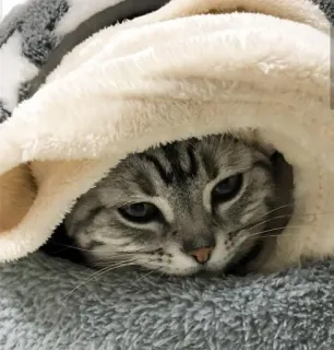 😒 5cbd89a6 kot, zwierzę, zwierzak, słodki, szary, futrzany, w domu telegram sticker