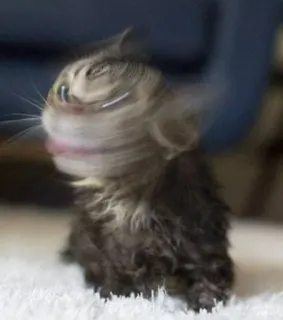 🤯 63d92737 kot, kociak, zwierzę, zwierzak, rozmazane, trzęsący się telegram sticker