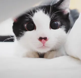 😍 646263f3 kot, czarno-biały, zwierzę, zwierzak, słodki, oczy telegram sticker