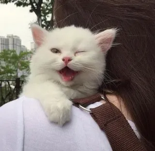 😉 6dc658ab kociak, kot, słodki, biały, zwierzę, zwierzak, mrugający, szczęśliwy telegram sticker