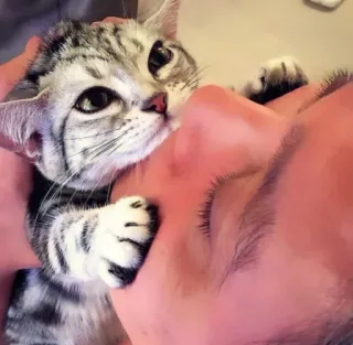 ❤️ 6e254cba kot, kociak, zwierzę domowe, zwierzę, słodki, kot domowy, szary pręgowany telegram sticker