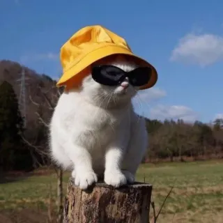 😎 6e4e2557 kot, kapelusz, okulary przeciwsłoneczne, zwierzę, słodki, biały kot, zwierzak telegram sticker