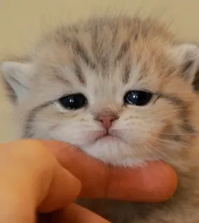 😍 70833167 kotek, kot, słodki, zwierzę, zwierzątko, koci telegram sticker