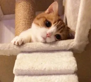 😔 7950fb8b kot, kociak, słodki, zwierzę domowe, zwierzę, kot domowy telegram sticker