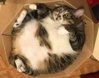 😐 7c82daec kot, pudełko, zwierzę domowe, zwierzę, słodki, śmieszny telegram sticker