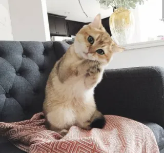 🙏 82230219 kot, kociak, słodki, zwierzę, zwierzę domowe, kotowaty, kot domowy telegram sticker