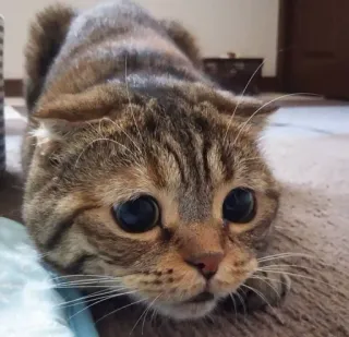 🥺 913a2672 kot, słodki, zwierzę, kot domowy, koci, zwierzę domowe, pręgowany telegram sticker