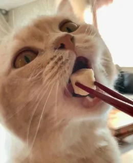 😍 9143f094 kot, pałeczki, jedzenie, zwierzę, jedzenie, zwierzę domowe telegram sticker