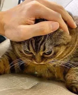 😶 94a85550 kot, zwierzę domowe, zwierzę, zwierzę domowe, ręka, głaskanie telegram sticker