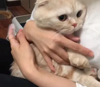 😍 a7b7311e kot, zwierzę domowe, zwierzę, słodki, domowy, koci telegram sticker