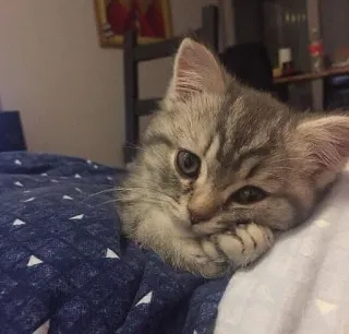 🤔 ae61ef35 kot, kociak, zwierzę domowe, słodki, zwierzę, zwierzę domowe, kotowaty telegram sticker