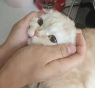 ❤️ b5249c4d kot, zwierzę domowe, zwierzę, ręce, kot domowy telegram sticker