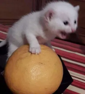 😖 b5512ee5 kociak, kot, owoc, pomarańcza, zwierzę, słodki telegram sticker