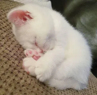 😴 c166fd0c kot, kotek, śpiący, biały, zwierzę, słodki, zwierzę domowe telegram sticker