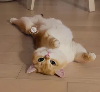 😍 cf8d9845 kot, słodki, zwierzę, zwierzę domowe, kociak, domowy, uroczy, koci telegram sticker