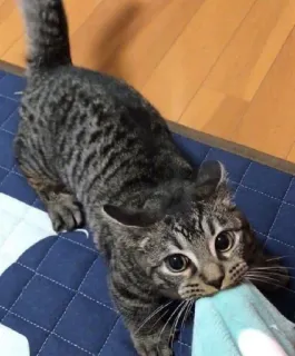 😍 d7cf1c1b kot, kociak, zwierzę, zwierzę domowe, słodki, rozbrykany, pręgowany telegram sticker