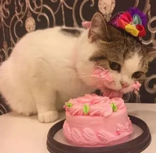 😍 ddb91645 kot, ciasto, urodziny, impreza, zwierzę, zwierzak, słodki telegram sticker