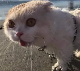 😧 e325b7f6 kot, scottish fold, zwierzę, zwierzak, plaża, piasek, słodki telegram sticker