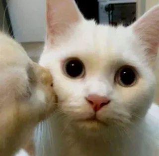 ❤️ e3755afa kot, biały kot, zwierzę domowe, zwierzę, kociak, słodki telegram sticker