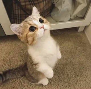 😍 f30f9513 kot, kociak, słodki, zwierzę, zwierzę domowe, kot domowy, kicia telegram sticker