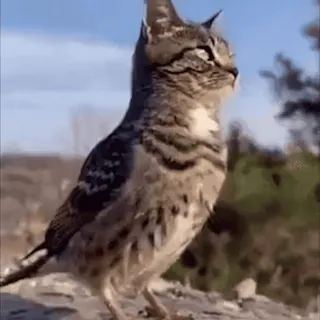 🦉 5354163d cat, bird, hybrid, animal, funny, meme, nature, creature whatsapp sticker