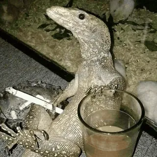 😮‍💨 e4486d92 lizard, reptile, animal, monitor lizard, pet whatsapp sticker