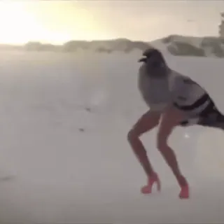 🥳 e6d8a7ef pigeon, legs, heels, funny, bird, animal, meme whatsapp sticker