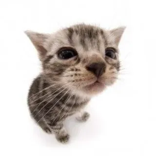 🥱 54833947 ลูกแมว, แมว, สัตว์, น่ารัก, สัตว์เลี้ยง, สัตว์ตระกูลแมว telegram sticker