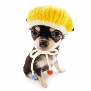 👼 8dc3ce41 ชิวาวา, หมา, สัตว์เลี้ยง, สัตว์, หมวกสีเหลือง, น่ารัก, หมาเล็ก, ลูกหมา telegram sticker