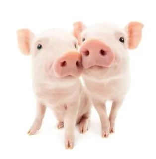 2⃣ c53d2258 หมู, ลูกหมู, สัตว์, สัตว์เลี้ยงในฟาร์ม, น่ารัก, สีชมพู, สัตว์เลี้ยง telegram sticker