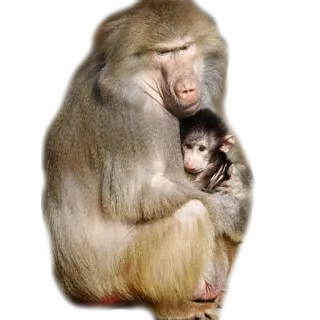 😚 04f3e51a monyet, babun, binatang, satwa liar, mamalia, primata telegram sticker