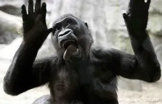 Heyvoon whatsapp stickers