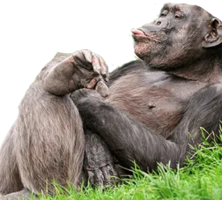 😌 3815589a binatang, monyet, simpanse, primata telegram sticker