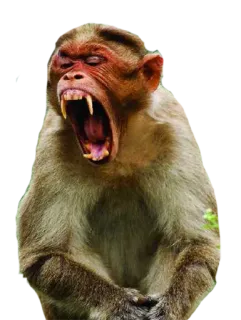 😡 3df2ead1 monyet, kera, binatang, mamalia, primata, satwa liar telegram sticker