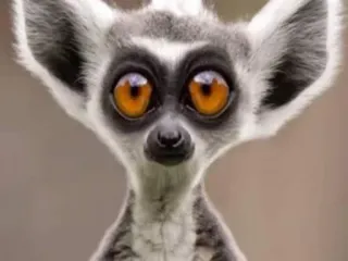 Heyvoon whatsapp stickers