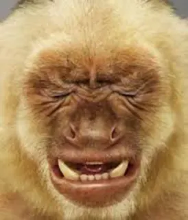 😭 5a61336e kera, binatang, berbulu, makhluk, monster telegram sticker