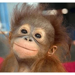 😊 7a80278b orangutan, monyet, hewan, imut, kera, primata, satwa liar telegram sticker